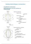 Volledige samenvatting Inleiding en nomenclatuur&colon; tandstructuur&comma; terminologie en classificatiesystemen