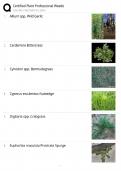 Certified Plant Professional &sol; Weed Identification & Management &sol; Study Guide &sol; 2025 Update &sol; Score 100&percnt;