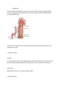 Anatomy of the rectum