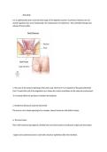 Anatomy of the Anus