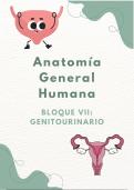 Apuntes sobre Anatom&iacute;a del Sistema Genitourinario