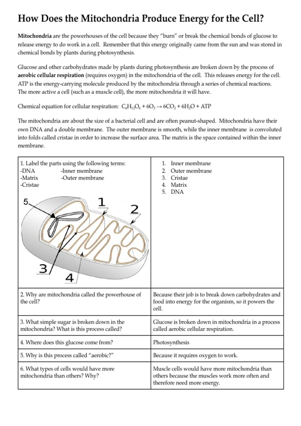 How Does the Mitochondria Produce Energy for the Cell? - Biology ...