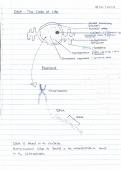 Life sciences summary notes grade 12