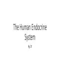 Gr&period;12 Endocrine system Biology