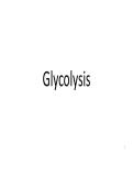 Glycolysis Lecture Notes PDF&colon; ATP Production&comma; Metabolic Pathways & Regulation for Biochemistry Students 2026