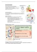 Resumen -  Fisiologia Respiratoria