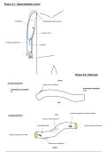 Tekeningen anatomie II &lpar;bovenste lidmaat&rpar;