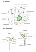 Tekeningen anatomie II &lpar;onderste lidmaat&rpar;