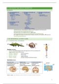 Uitgebreide samenvatting biologische psychologie I&colon; macrostructuur van het zenuwstelsel