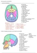 MFP zenuwstelsel Uitgewerkte Open vragen macroscopische neuroanatomie Van Loon