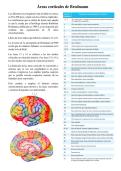 Areas corticales de Brodmann