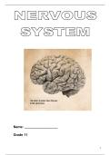 Nervous system Notes 