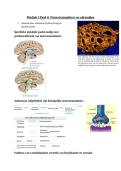Neurotransmitters & Signaaltransductie &ndash; Complete en Examengerichte Samenvatting &lpar;Module 3 &ndash; KU Leuven Geneeskunde&rpar;