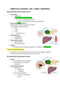 Hormonale Regulatie van Glycemie &ndash; Insuline&sol;Glucagon Ratio & Ziektebeelden &lpar;Module 3 &ndash; Examengerichte Samenvatting KU Leuven&rpar;