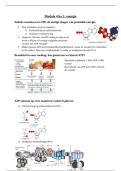 Energie & Oxidatieve Fosforylering &ndash; Glycolyse&comma; Krebs & ATP-Productie &lpar;Module 4 &ndash; Examengerichte Samenvatting KU Leuven&rpar;