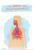 Aparato respiratorio&colon; organos&comma; funciones&comma; regulacion del pH&hellip;