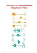 Proceso de transmisi&oacute;n del impulso nervioso 