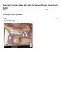 Final Lab Practical &ndash; Male Reproductive System Models Visual Study Guide