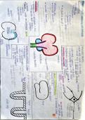 Samenvatting neuroanatomie tandheelkunde 2de bach