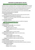Sistema nervioso fisiologia 