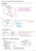 MFP zenuwstelsel&colon; uitgewerkte open vragen neuroanatomie Van Loon