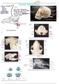 Anatomy 1 vertebral anatomy 