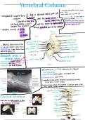 Thoracic anatomy 