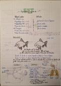 Organisation et nutrition des animaux &ndash; Fiche de r&eacute;vision SVT compl&egrave;te avec sch&eacute;mas