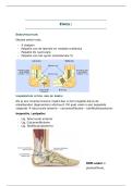 MSA Samenvatting Jaar 2 &ndash; Fysiotherapie &lpar;Klinimetrie&comma; Pathologie & Behandeling&rpar;