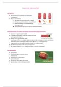 anatomie - spierweefsel