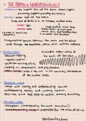 The Brain and Neuropsychology- Psychology notes