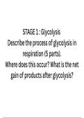 4 STAGES OF AEROBIC RESPIRATION 
