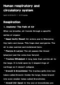 Human respiration and circulator system class 7