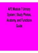 AP2 Module 7 Urinary System &ndash; Study Photos&comma; Anatomy&comma; and Functions Guide