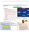 NSG 4100 Adult Health III Exam 2&colon; Complex Metabolic Problems Study Notes &vert; 2026 Update with complete solutions&period;