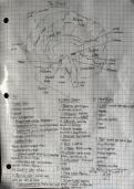 Class notes AP Psychology - The brain & CNS