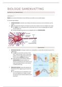 Biologie volledige samenvatting zenuwstelsel