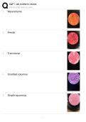 A&P 1 midterm study guide &vert; Lab Exam Questions with Certified Solutions &vert; Already Rated Grade A&plus; &vert; 100&percnt; correct &lpar;Chamberlain&rpar;