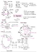 a level biology respiration full summary mindmap &comma; including diagrams 