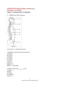 TESTBANK-Essentials of Human Anatomy and Physiology&comma; 11e &lpar;Marieb&rpar;