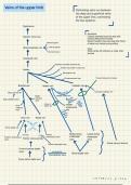 Flow chart veins of the upper limb
