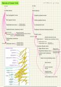 Flow chart nerves of the lower limb