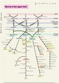 Flow chart nerves of the upper limb&comma; brachial plexus