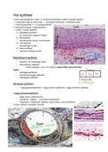 Samenvatting histologie&colon; Hoofdstuk 1 epitheel 
