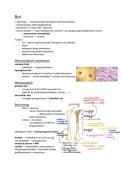 Samenvatting histologie&colon; Hoofdstuk 4&comma; Bot 