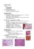 Samenvatting histologie&colon; Hoofdstuk 5&comma; Spierweefsel 