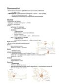 Samenvatting histologie&colon; Hoofdstuk 6&comma; Het zenuwweefsel