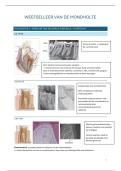 Samenvatting&colon; Weefselleer van de Mondholte &lpar;2e bach THK&rpar; 