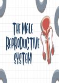 Male reproductive system 
