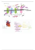 Tricky Concepts - Biology OCR A - Condensed Diagrams